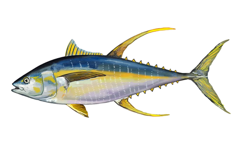 Ahi (Yellowfin Tuna) (Thunnus albacares) fish identification illustration