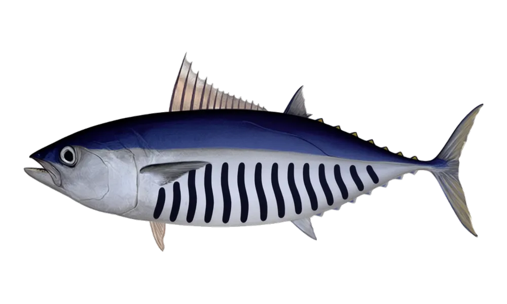 Aku (Skipjack Tuna) (Katsuwonus pelamis) fish identification illustration