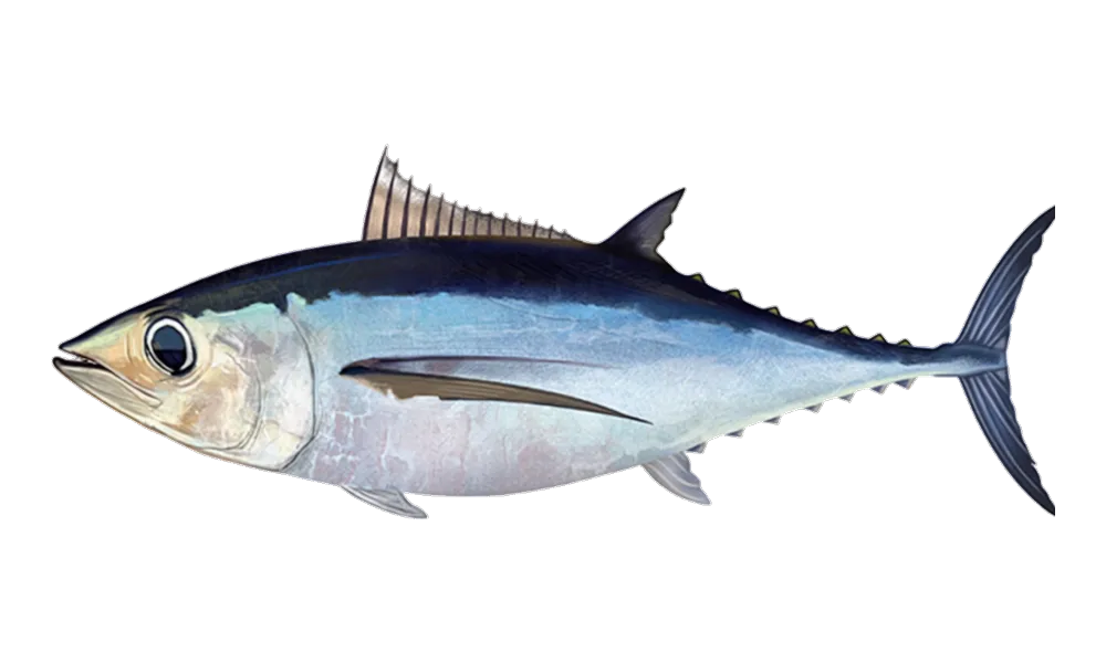 Albacore Tuna (Thunnus alalunga) fish identification illustration