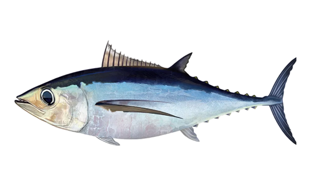 Albacore (Thunnus alalunga) fish identification illustration