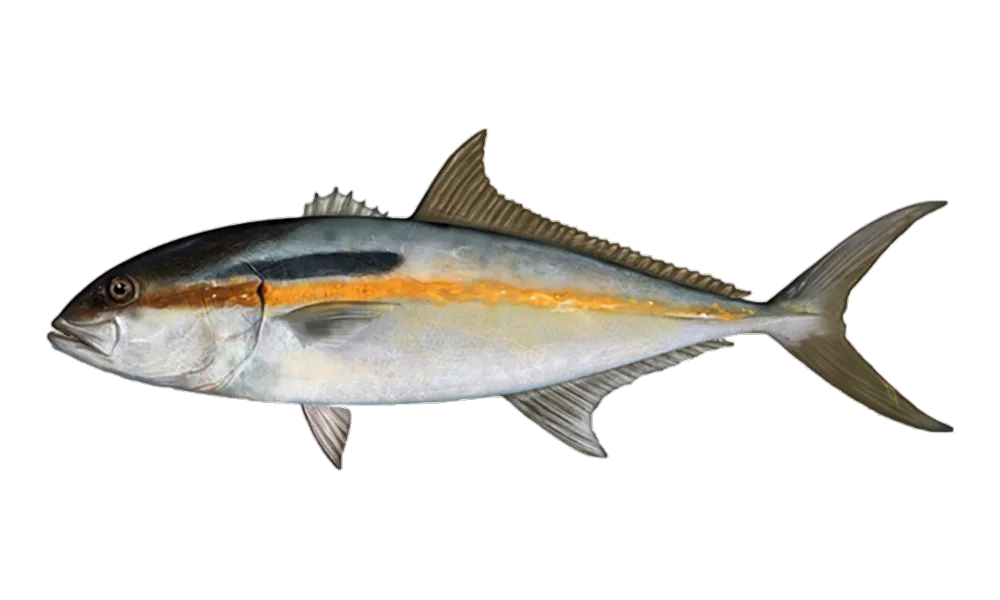 Amberjack (Seriola dumerili) fish identification illustration