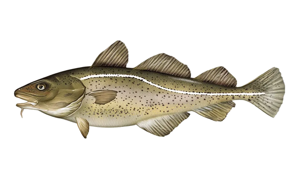 Atlantic Cod (Gadus morhua) fish identification illustration