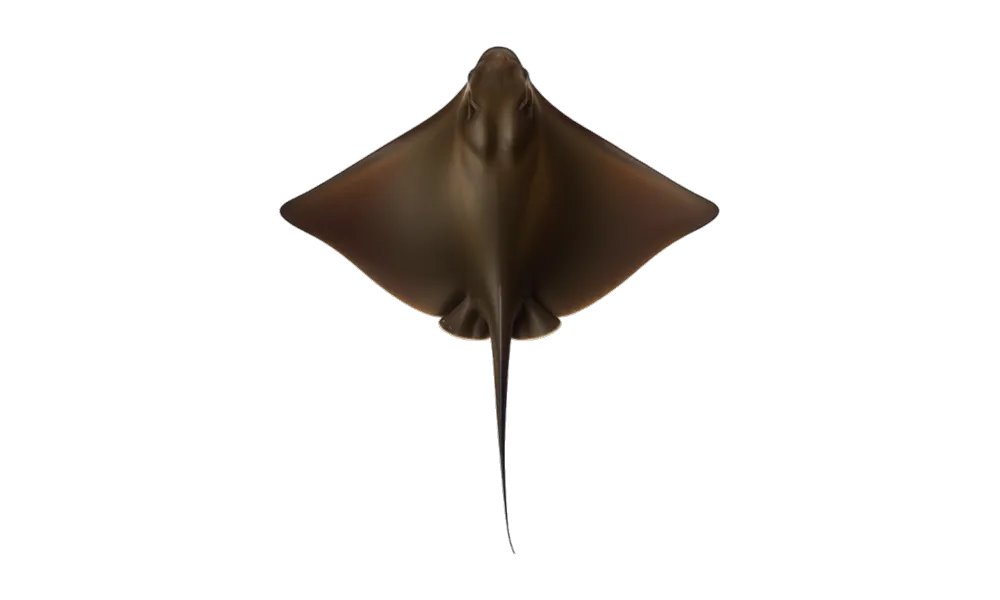 Bat Ray / Thornback (Myliobatis californica) fish identification illustration