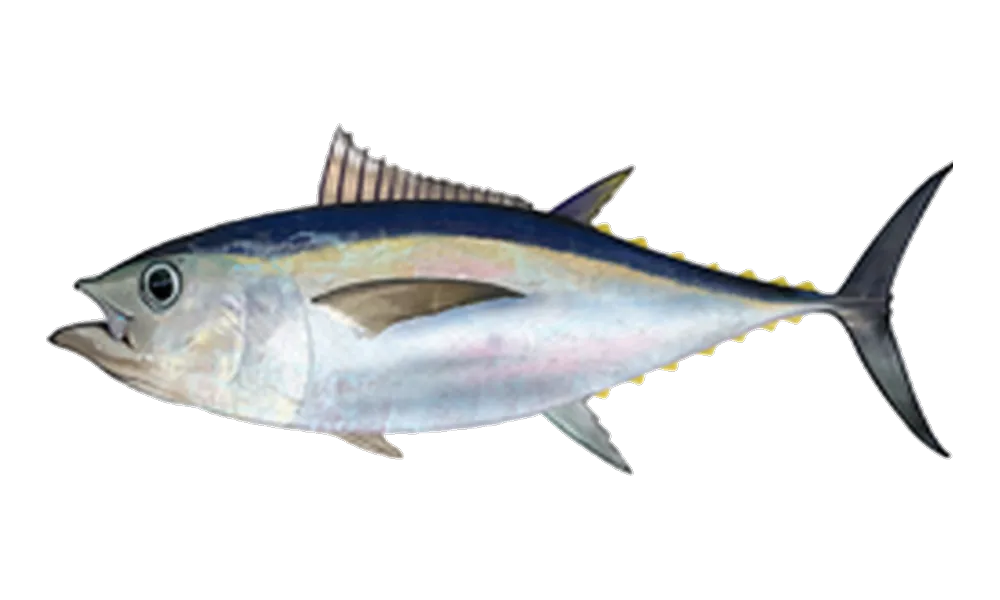 Bigeye Tuna (Thunnus obesus) fish identification illustration