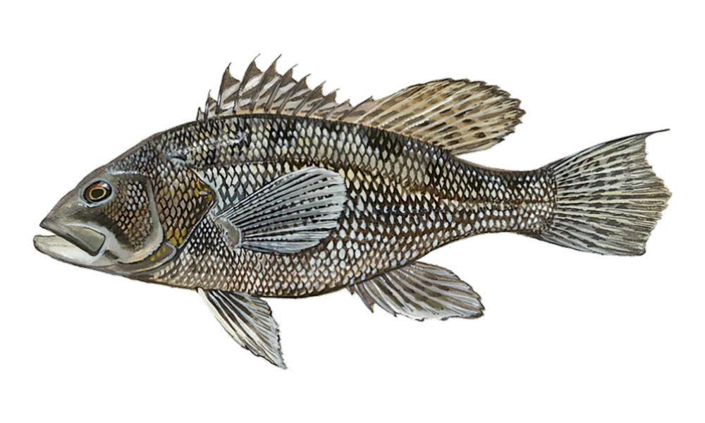 Black Sea Bass (Centropristis striata) fish identification illustration