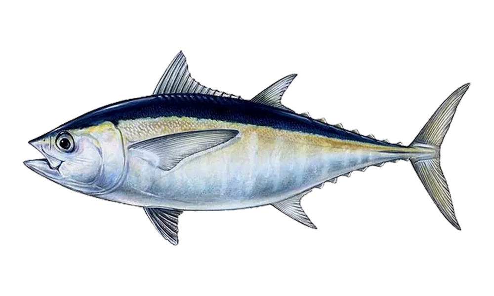 Blackfin Tuna (Thunnus atlanticus) fish identification illustration