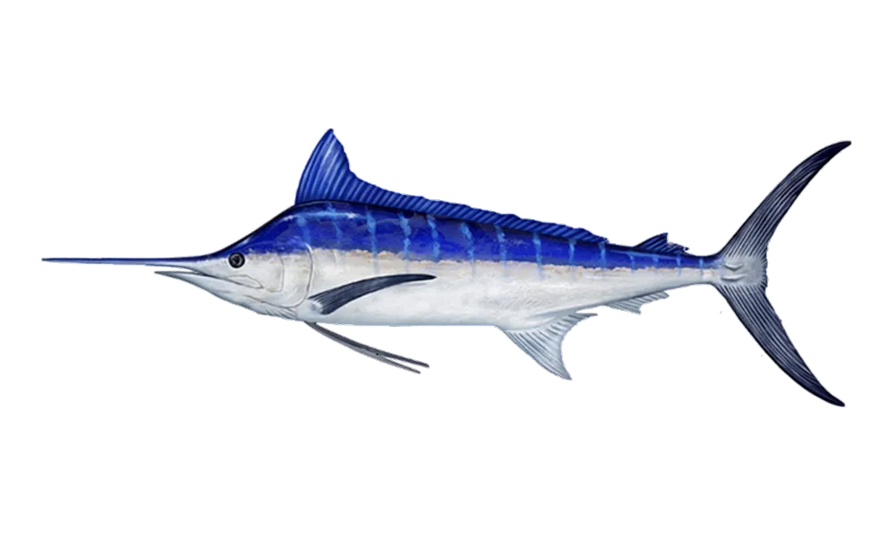 Blue Marlin (Makaira nigricans) fish identification illustration