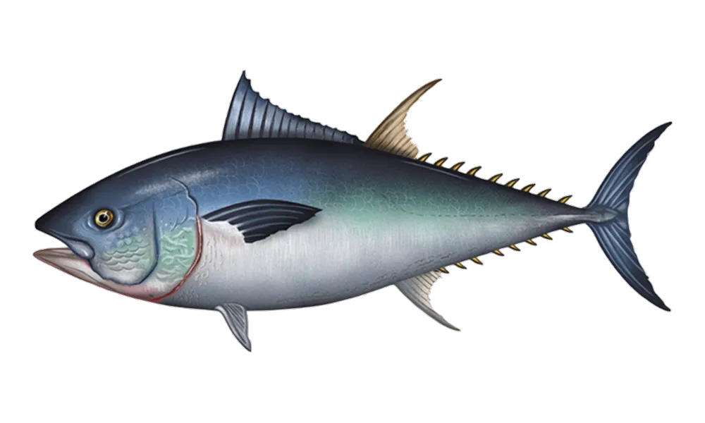 Bluefin Tuna (Thunnus thynnus) fish identification illustration