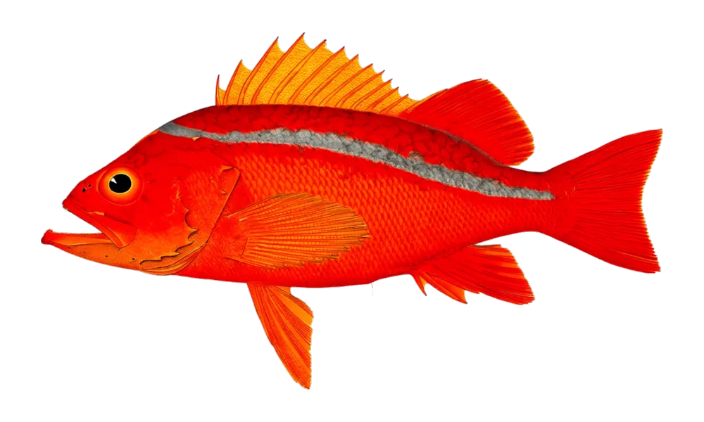 Canary / Vermilion Rock (Sebastes pinniger) fish identification illustration