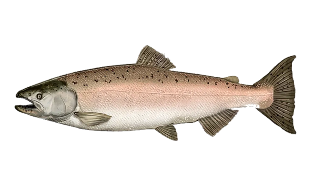 Chinook Salmon (fall river) (Oncorhynchus tshawytscha) fish identification illustration