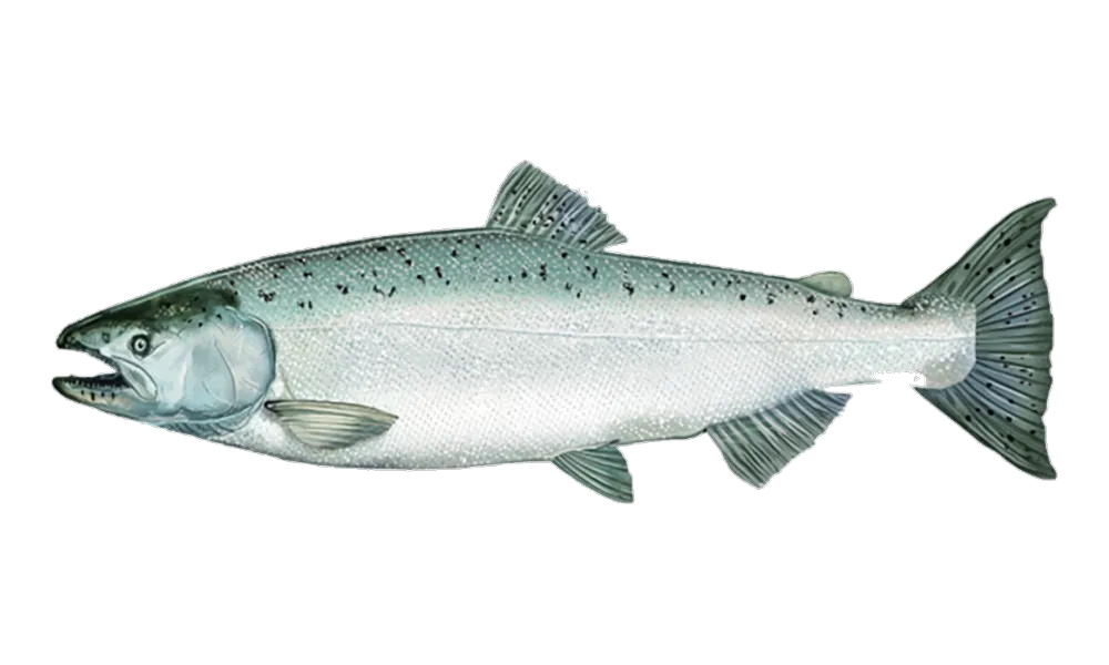 Chinook Salmon (ocean) (Oncorhynchus tshawytscha) fish identification illustration