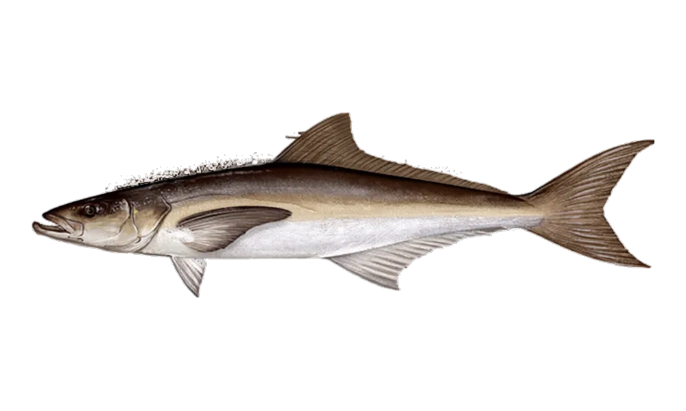 Cobia (Rachycentron canadum) fish identification illustration