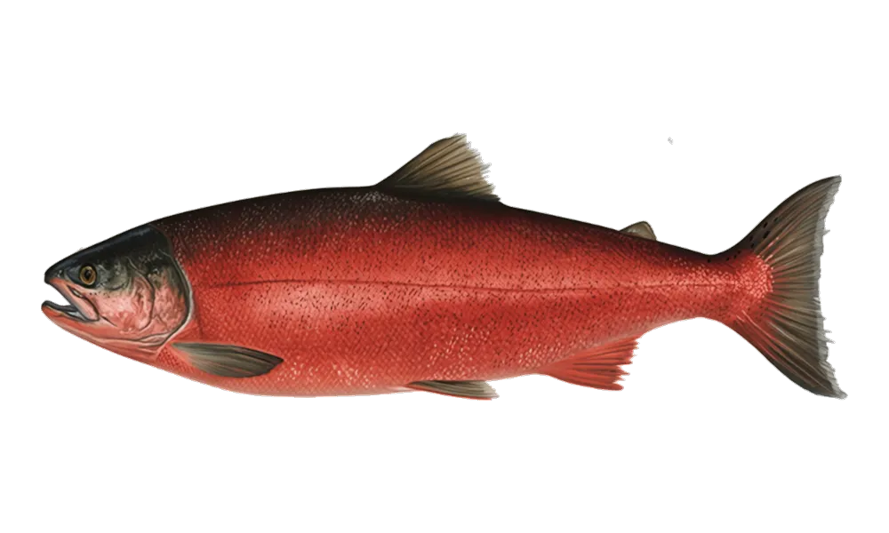 Coho Salmon (ocean/bay) (Oncorhynchus kisutch) fish identification illustration
