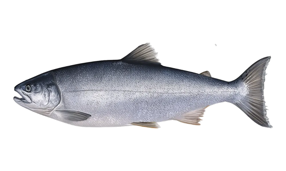 Coho Salmon (ocean) (Oncorhynchus kisutch) fish identification illustration