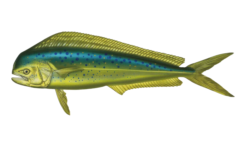 Dorado (Mahi) (Coryphaena hippurus) fish identification illustration