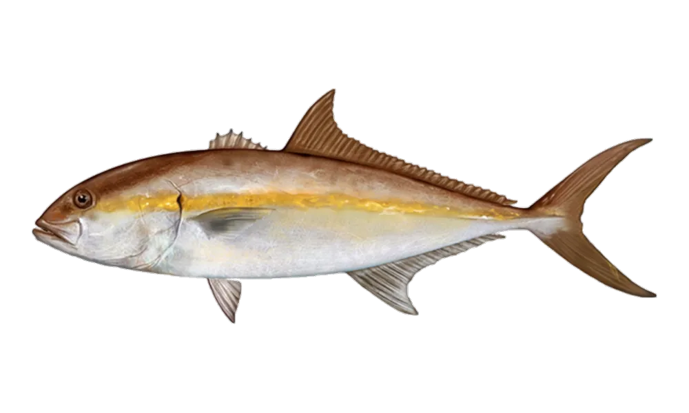 Greater Amberjack (Seriola dumerili) fish identification illustration