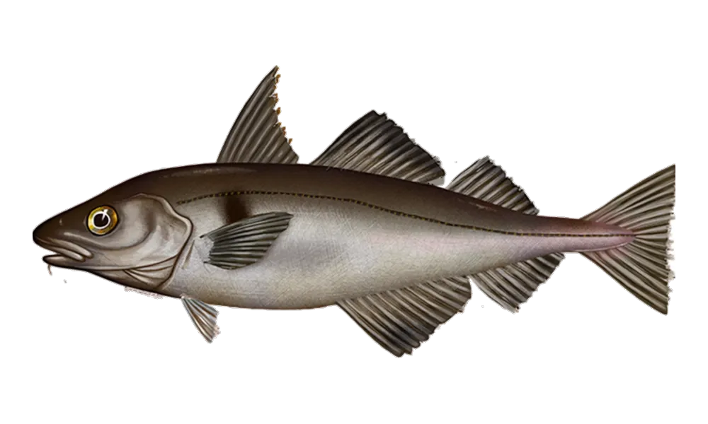 Haddock (Melanogrammus aeglefinus) fish identification illustration