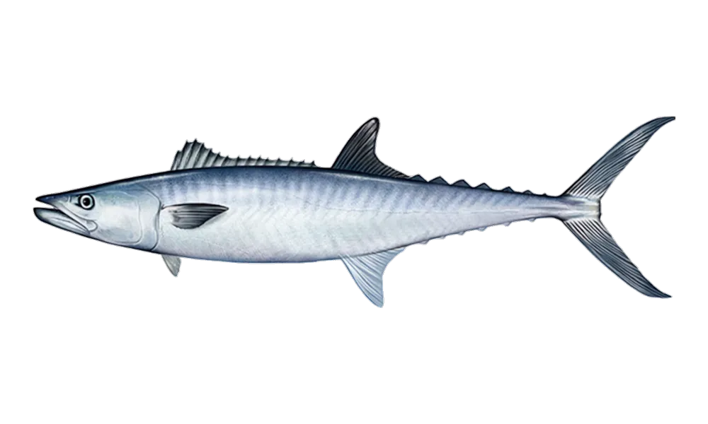King Mackerel (Scomberomorus cavalla) fish identification illustration