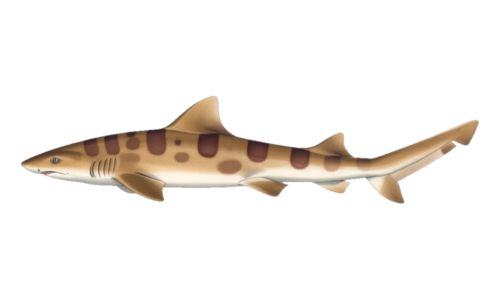 Leopard Shark (Triakis semifasciata) fish identification illustration