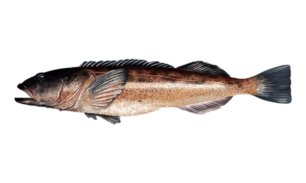 Lingcod (Ophiodon elongatus) fish identification illustration