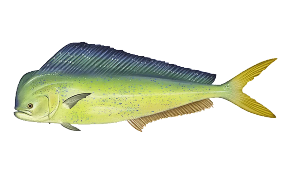 Mahi-Mahi (Coryphaena hippurus) fish identification illustration