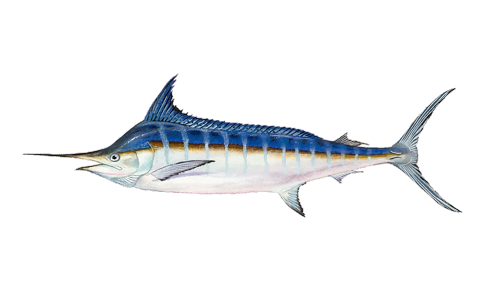 Marlin (Makaira nigricans) fish identification illustration