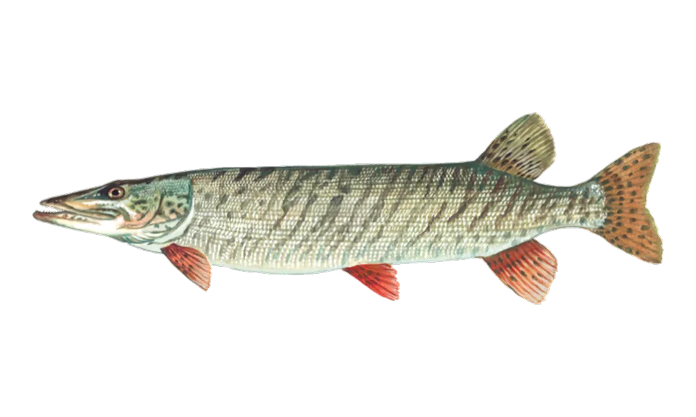 Muskie (Esox masquinongy) fish identification illustration