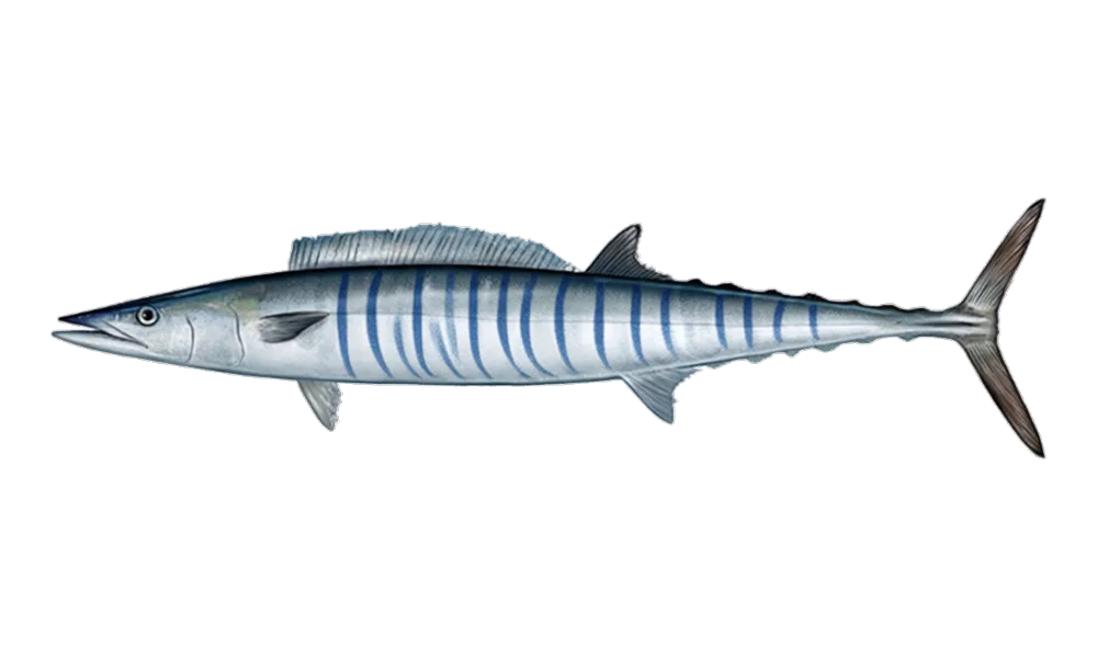 Ono (Wahoo) (Acanthocybium solandri) fish identification illustration