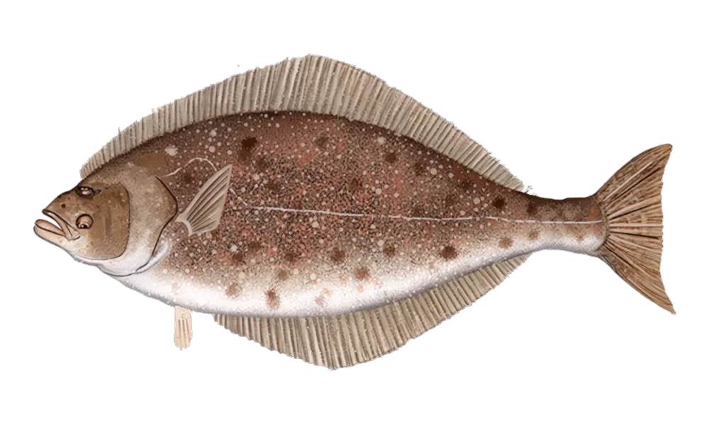 Pacific Halibut (Hippoglossus stenolepis) fish identification illustration