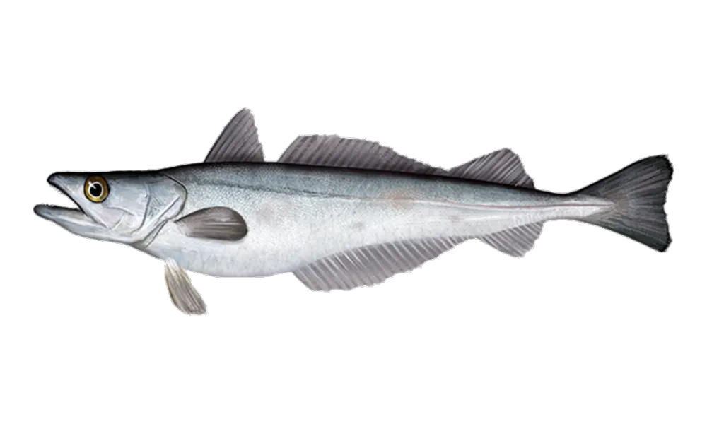 Pacific Whiting (Merluccius productus) fish identification illustration