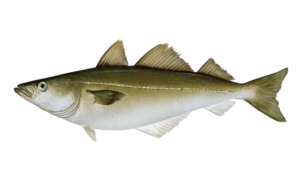Pollock (Pollachius virens) fish identification illustration