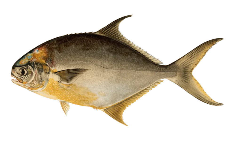 Pompano (Trachinotus carolinus) fish identification illustration