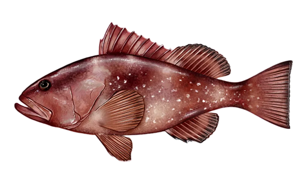 Red Grouper (Epinephelus morio) fish identification illustration