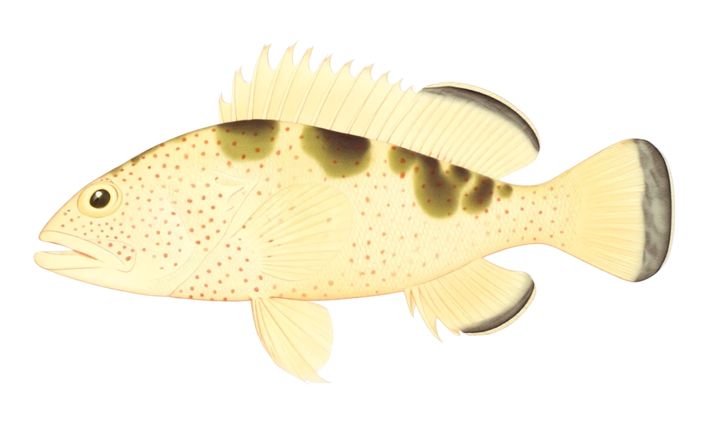 Red Hind (Epinephelus guttatus) fish identification illustration