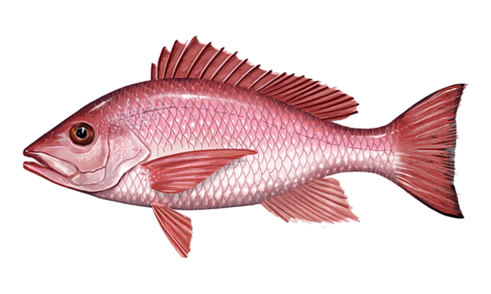 Red Snapper* (Lutjanus campechanus) fish identification illustration
