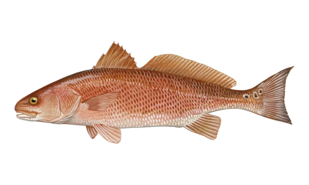 Redfish (Sciaenops ocellatus) fish identification illustration
