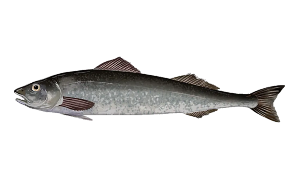 Sablefish (Black Cod) (Anoplopoma fimbria) fish identification illustration