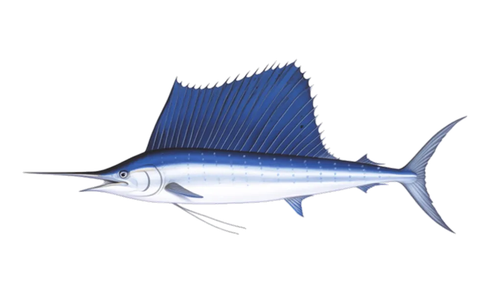 Sailfish (Istiophorus albicans) fish identification illustration