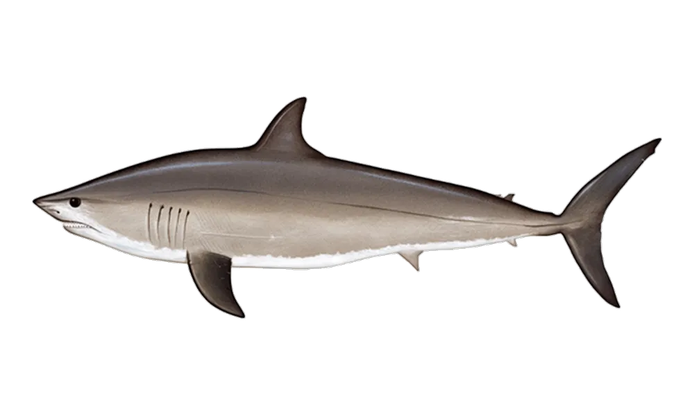 Shark (mako/thresher) (Isurus oxyrinchus) fish identification illustration