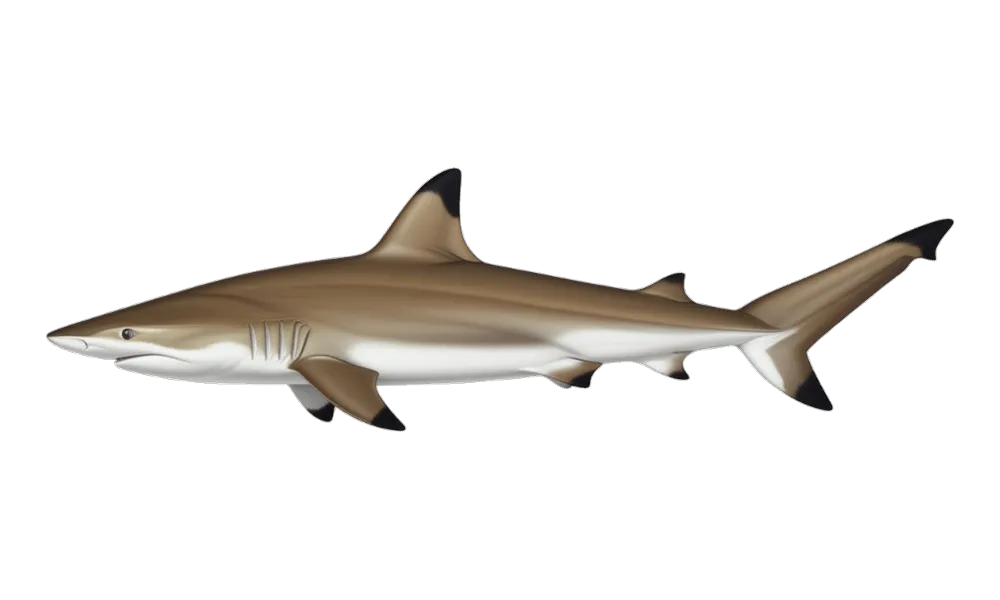 Sharks (Carcharhinus limbatus) fish identification illustration