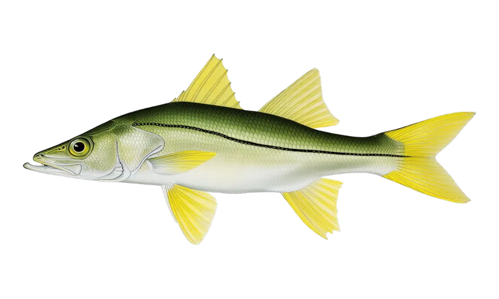 Snook (Centropomus undecimalis) fish identification illustration