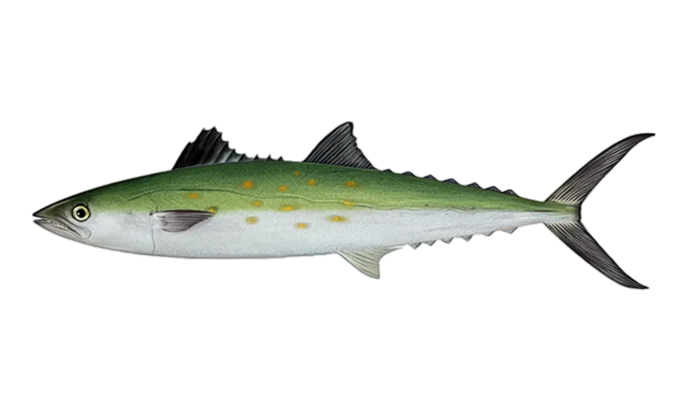 Spanish Mackerel (Scomberomorus maculatus) fish identification illustration
