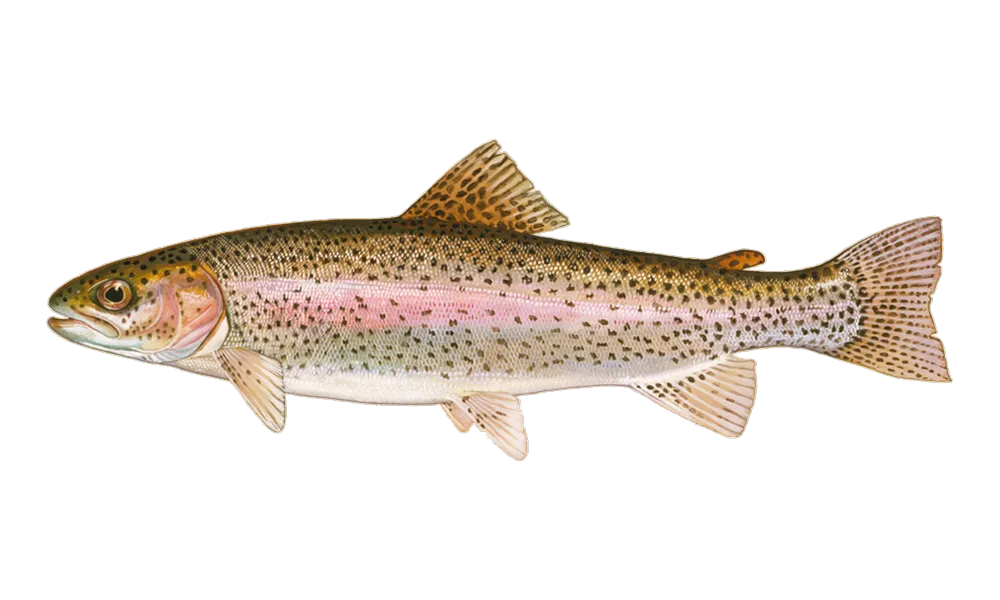 Steelhead (Oncorhynchus mykiss) fish identification illustration