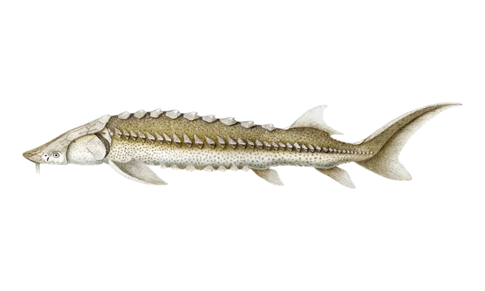 Sturgeon (Acipenser transmontanus) fish identification illustration