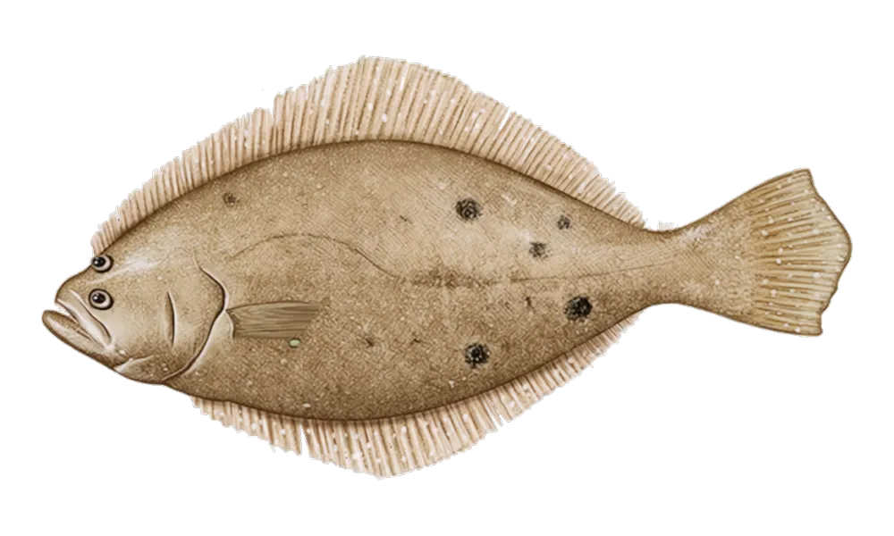 Summer Flounder (Paralichthys dentatus) fish identification illustration