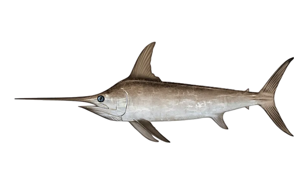 Swordfish (Xiphias gladius) fish identification illustration