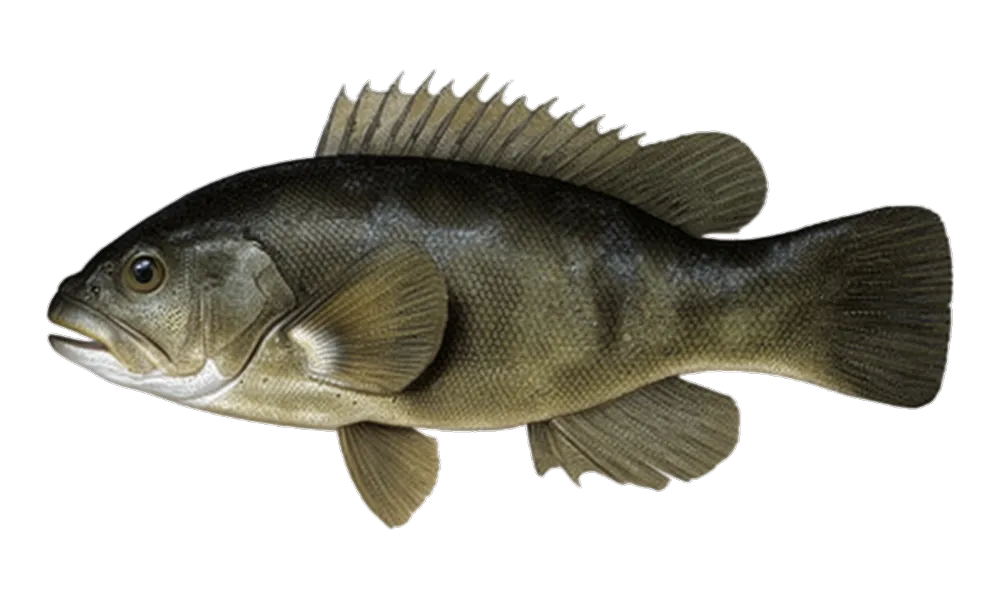 Tautog (Tautoga onitis) fish identification illustration