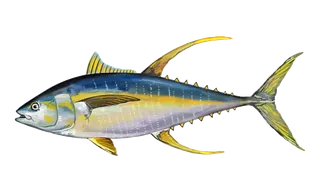 Ahi (Yellowfin Tuna) (Thunnus albacares) fish identification illustration