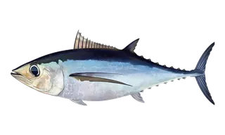 Albacore Tuna (Thunnus alalunga) fish identification illustration