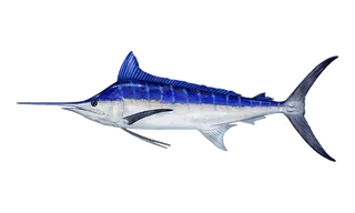 Blue Marlin (Makaira nigricans) fish identification illustration